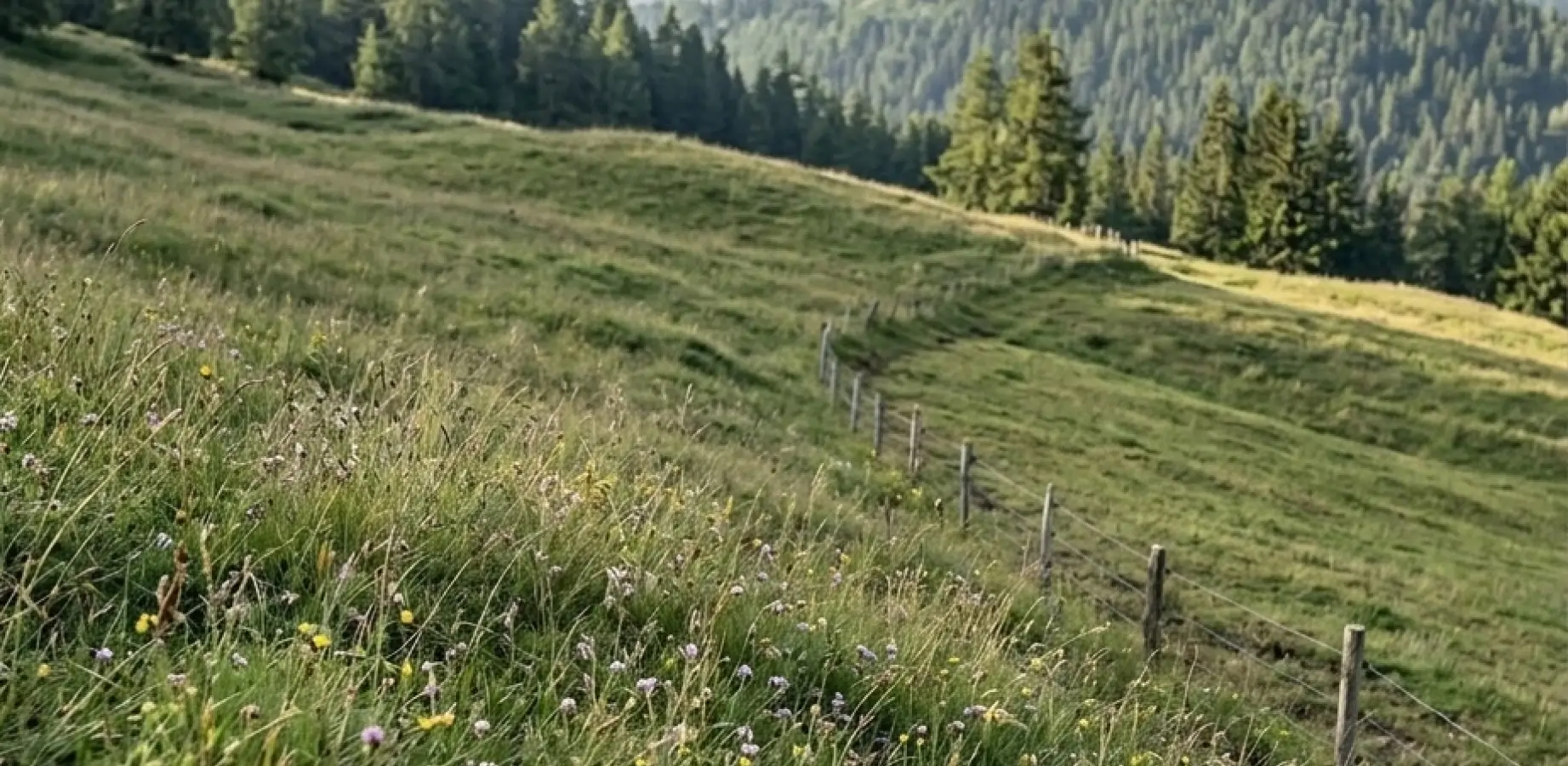 Flanc de coteau alpin en Savoie avec terrain en pente et végétation alpine