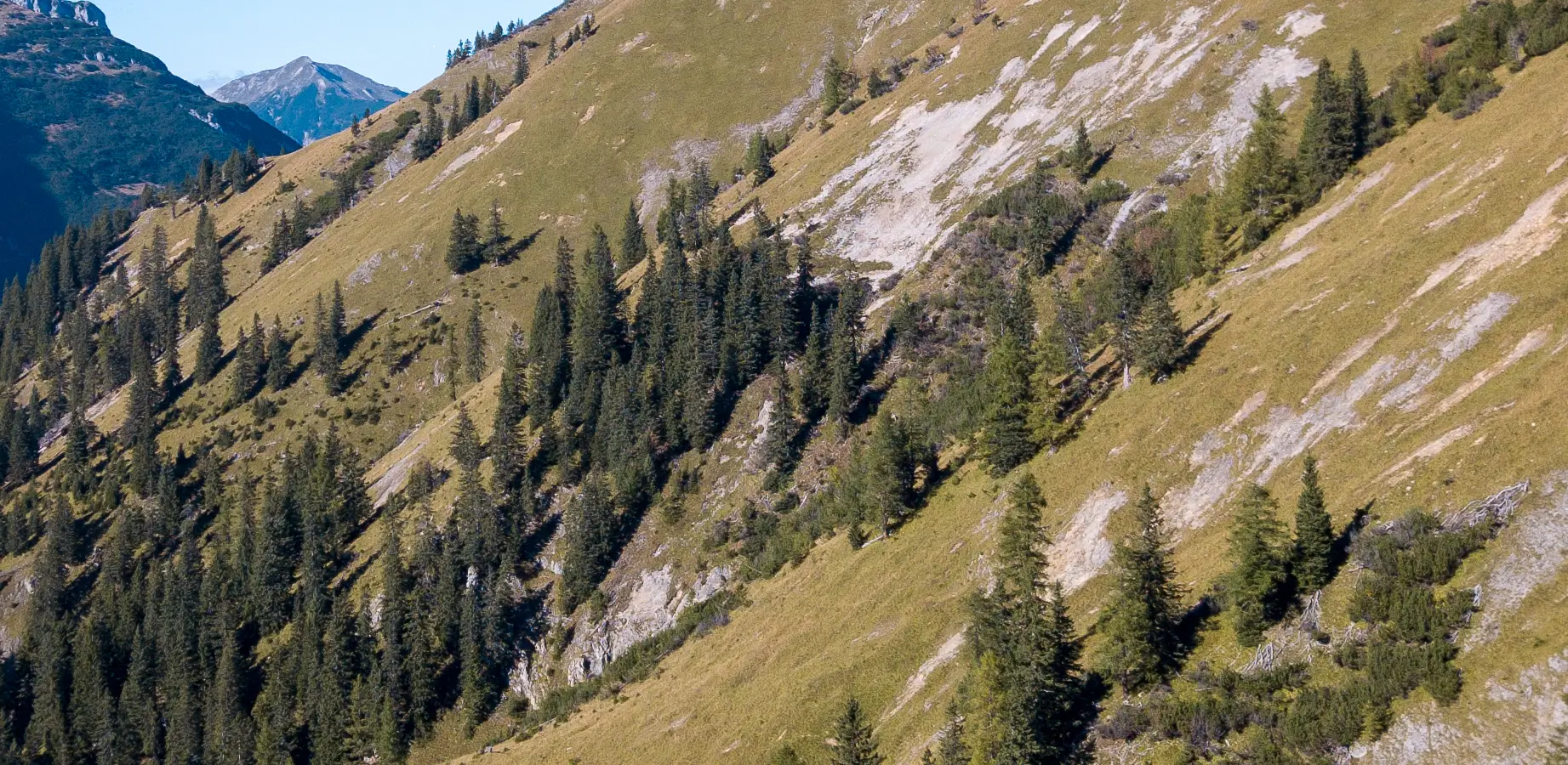 Versant en pente d'un alpage de montagne en Savoie